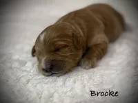 Brooke, a female Cavapoo and Poodle - Toy  for sale in North Branch, MN – 5 of 10