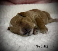 Brooke, a female Cavapoo and Poodle - Toy  for sale in North Branch, MN – 6 of 10