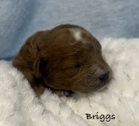 Briggs, a  Cavapoo and Poodle - Toy  for sale in North Branch, MN – 3 of 6