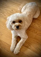 Brody, a male Cavapoo and Poodle - Toy  for sale in North Branch, MN – 9 of 10