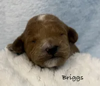 Briggs, a  Cavapoo and Poodle - Toy  for sale in North Branch, MN – 1 of 6