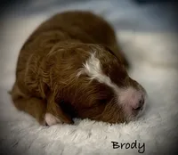 Brody, a male Cavapoo and Poodle - Toy  for sale in North Branch, MN – 4 of 10
