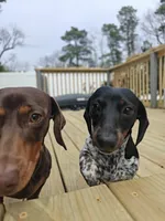 Leo, a male Miniature Dachshund for sale in Mays Landing, NJ – 7 of 8