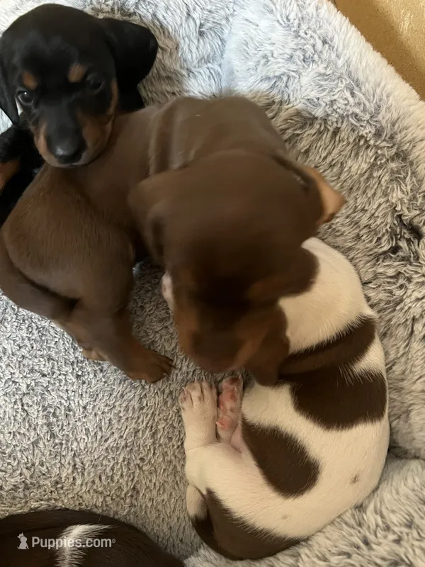 Mimi – Miniature Dachshund puppy for sale in Mays Landing, NJ