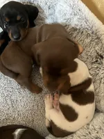 Mimi, a female Miniature Dachshund for sale in Mays Landing, NJ – 1 of 10