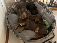 Otto, a male Miniature Dachshund for sale in Mays Landing, NJ – 9 of 10