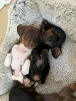 Otto, a male Miniature Dachshund for sale in Mays Landing, NJ – 7 of 10
