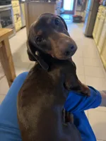 Mimi, a female Miniature Dachshund for sale in Mays Landing, NJ – 10 of 10