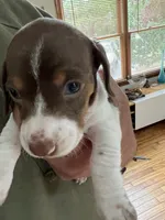 Mimi, a female Miniature Dachshund for sale in Mays Landing, NJ – 9 of 10