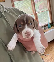 Mimi, a female Miniature Dachshund for sale in Mays Landing, NJ – 4 of 10