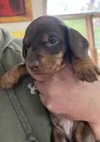 Leo, a male Miniature Dachshund for sale in Mays Landing, NJ – 2 of 8