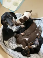 Leo, a male Miniature Dachshund for sale in Mays Landing, NJ – 6 of 8