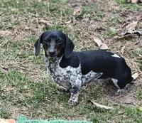 Otto, a male Miniature Dachshund for sale in Mays Landing, NJ – 10 of 10