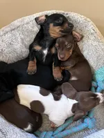 Otto, a male Miniature Dachshund for sale in Mays Landing, NJ – 3 of 10