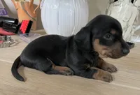 Otto, a male Miniature Dachshund for sale in Mays Landing, NJ – 2 of 10