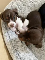 Mimi, a female Miniature Dachshund for sale in Mays Landing, NJ – 7 of 10