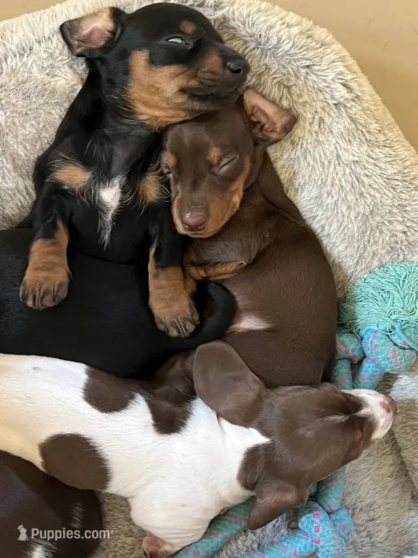 Leo – Miniature Dachshund puppy for sale in Mays Landing, NJ