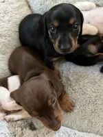 Leo, a male Miniature Dachshund for sale in Mays Landing, NJ – 5 of 8