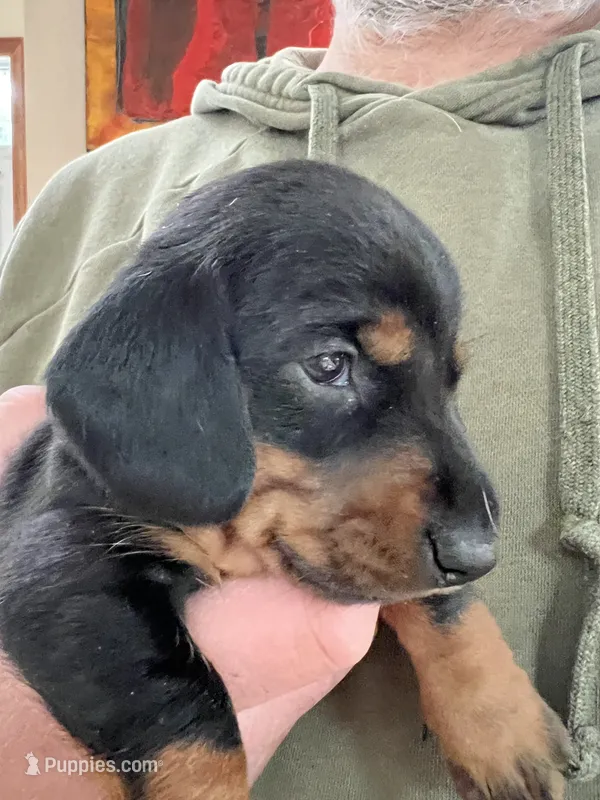 Otto – Miniature Dachshund puppy for sale in Mays Landing, NJ