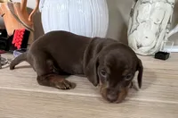 Leo, a male Miniature Dachshund for sale in Mays Landing, NJ – 3 of 8