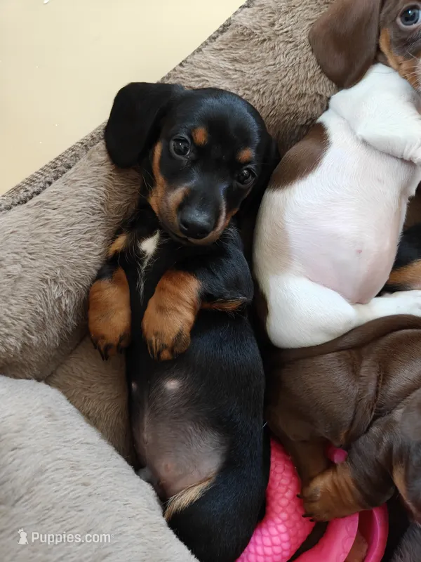 Otto – Miniature Dachshund puppy for sale in Mays Landing, NJ