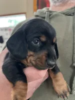 Otto, a male Miniature Dachshund for sale in Mays Landing, NJ – 4 of 10