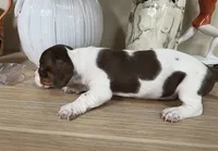 Mimi, a female Miniature Dachshund for sale in Mays Landing, NJ – 3 of 10