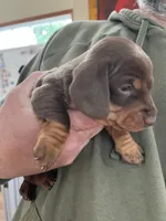 Leo, a male Miniature Dachshund for sale in Mays Landing, NJ – 4 of 8