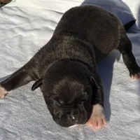 Achilles, a male American Bully for sale in Chesterfield, VA – Photo 7 of 8