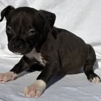 Achilles, a male American Bully for sale in Chesterfield, VA – Photo 4 of 8