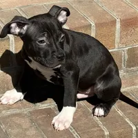 Achilles, a male American Bully for sale in Chesterfield, VA – Photo 2 of 8