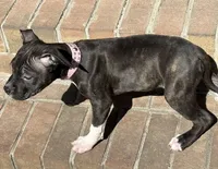 Nala, a female American Bully for sale in Chesterfield, VA – Photo 2 of 3