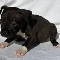 Achilles, a male American Bully for sale in Chesterfield, VA – Photo 5 of 8