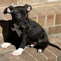 Achilles, a male American Bully for sale in Chesterfield, VA – Photo 1 of 8