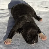 Achilles, a male American Bully for sale in Chesterfield, VA – Photo 8 of 8