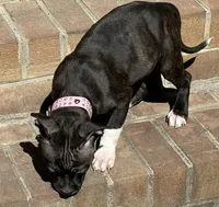 Nala, a female American Bully for sale in Chesterfield, VA – Photo 3 of 3