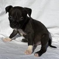 Achilles, a male American Bully for sale in Chesterfield, VA – Photo 6 of 8