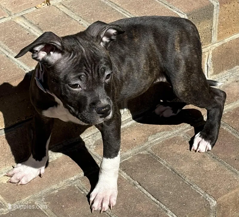 Nala – American Bully puppy for sale in Chesterfield, VA