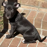 Boss, a male American Bully for sale in Chesterfield, VA – Photo 2 of 7