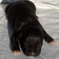 Boss, a male American Bully for sale in Chesterfield, VA – Photo 7 of 7