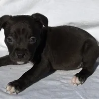 Boss, a male American Bully for sale in Chesterfield, VA – Photo 5 of 7