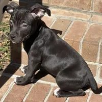 Boss, a male American Bully for sale in Chesterfield, VA – Photo 1 of 7