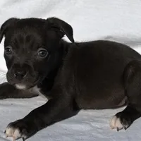 Boss, a male American Bully for sale in Chesterfield, VA – Photo 4 of 7