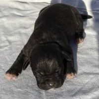 Boss, a male American Bully for sale in Chesterfield, VA – Photo 6 of 7