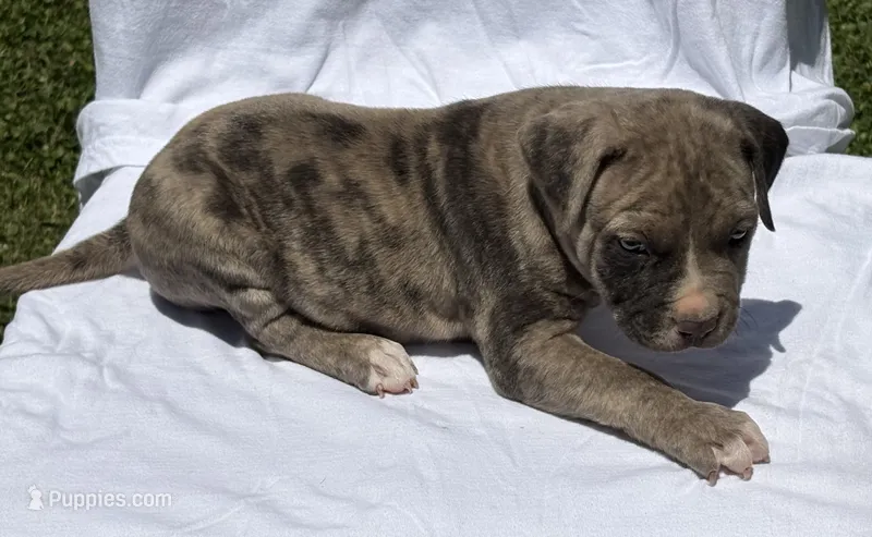Smoky – American Bully puppy for sale in Chesterfield, VA