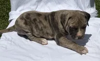 Smoky, a male American Bully for sale in Chesterfield, VA – 1 of 9