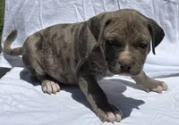 Smoky, a male American Bully for sale in Chesterfield, VA – 8 of 9