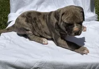 Smoky, a male American Bully for sale in Chesterfield, VA – 9 of 9