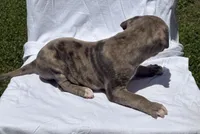 Smoky, a male American Bully for sale in Chesterfield, VA – 5 of 9