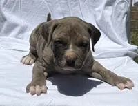 Smoky, a male American Bully for sale in Chesterfield, VA – 7 of 9